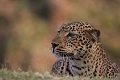 Le lit d'un cours d'eau assèché servait de couloir à cette femelle léopard pour s'approcher au plus près des impalas broutant dans le secteur ; de temps à autres,  le plus discrètement possible, elle sortait de ce cours d'eau pour observer les alentours. léopard, Zambie, South Luangwa, safari, photographie animalière 
